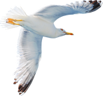 Flying Seagull Bird Transparent PNG