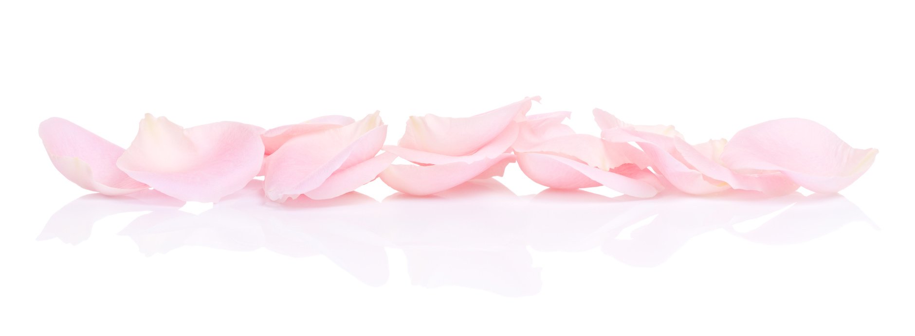 Pink Rose Petals